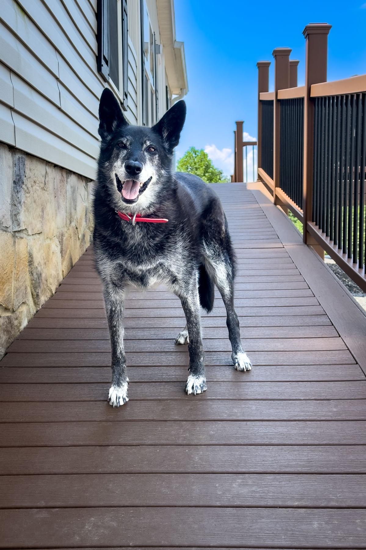 k9 yoube just two days before she lost her ability to walk