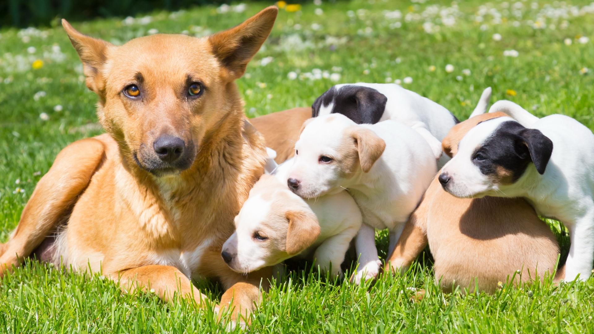 Mixed-breed cute little puppies playing with her dog mom outdoors on a meadow on a sunny spring day.