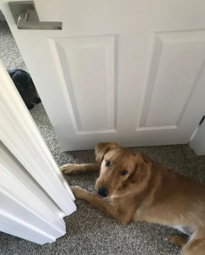 A dog sitting behind a door unable to get in because of the door prop