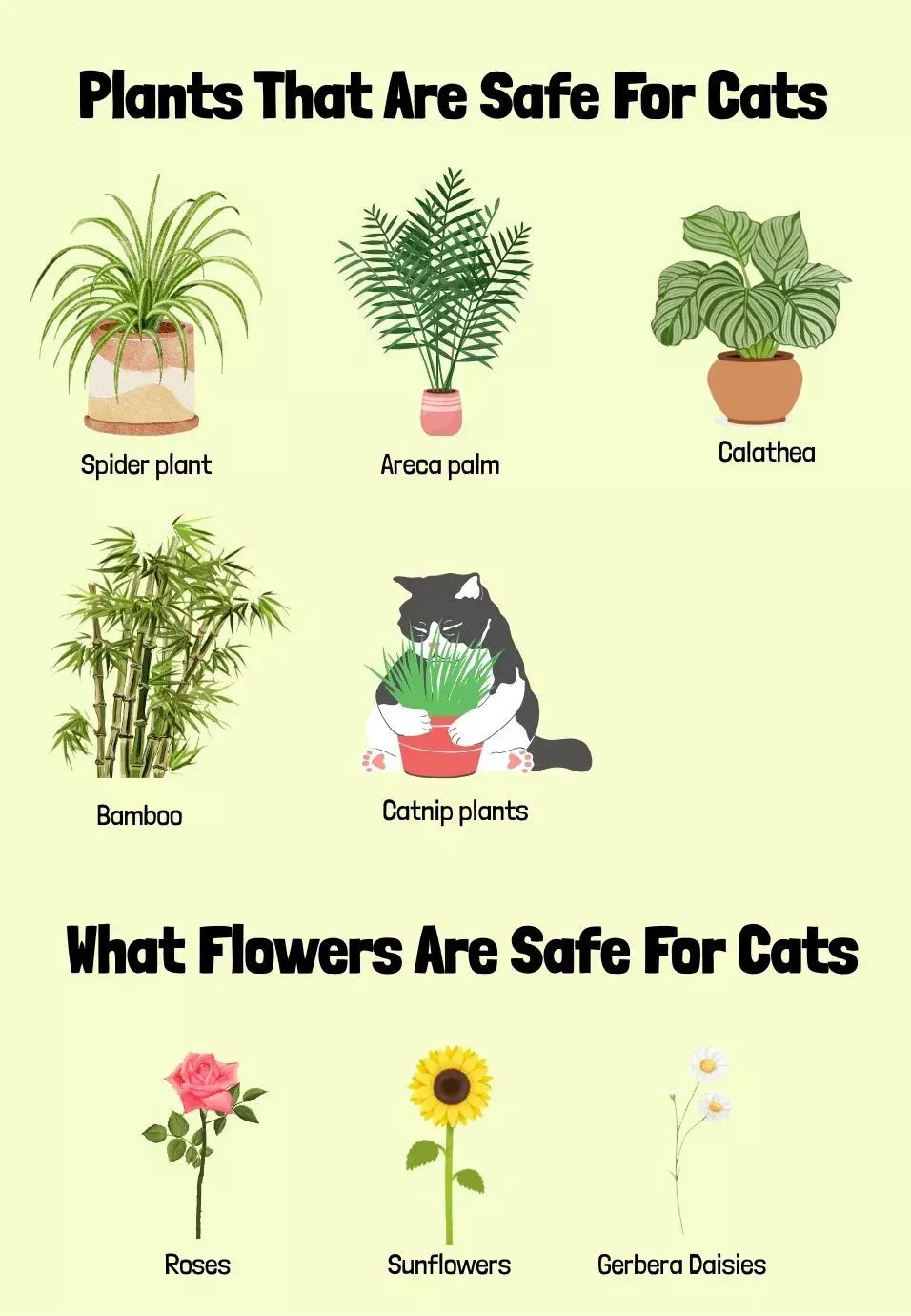 what plants are safe for cats