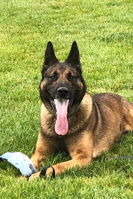 k9 fury in the grass