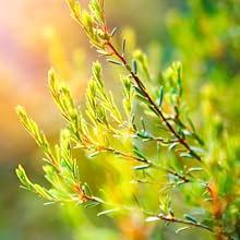 circular image of tea tree leaves with an orange border