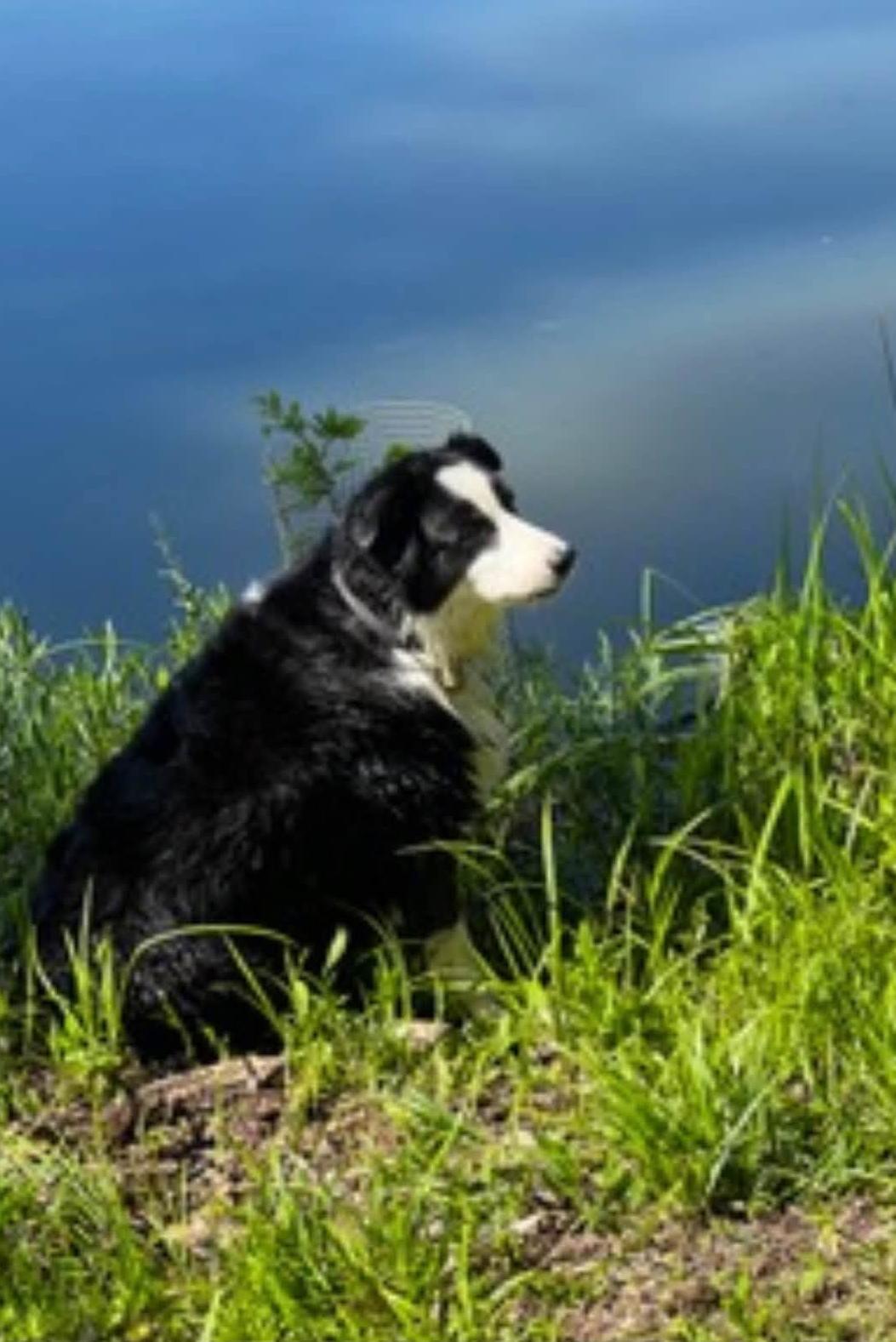 k9 abby by a lake
