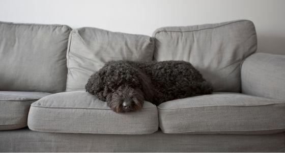 Dog lying on couch