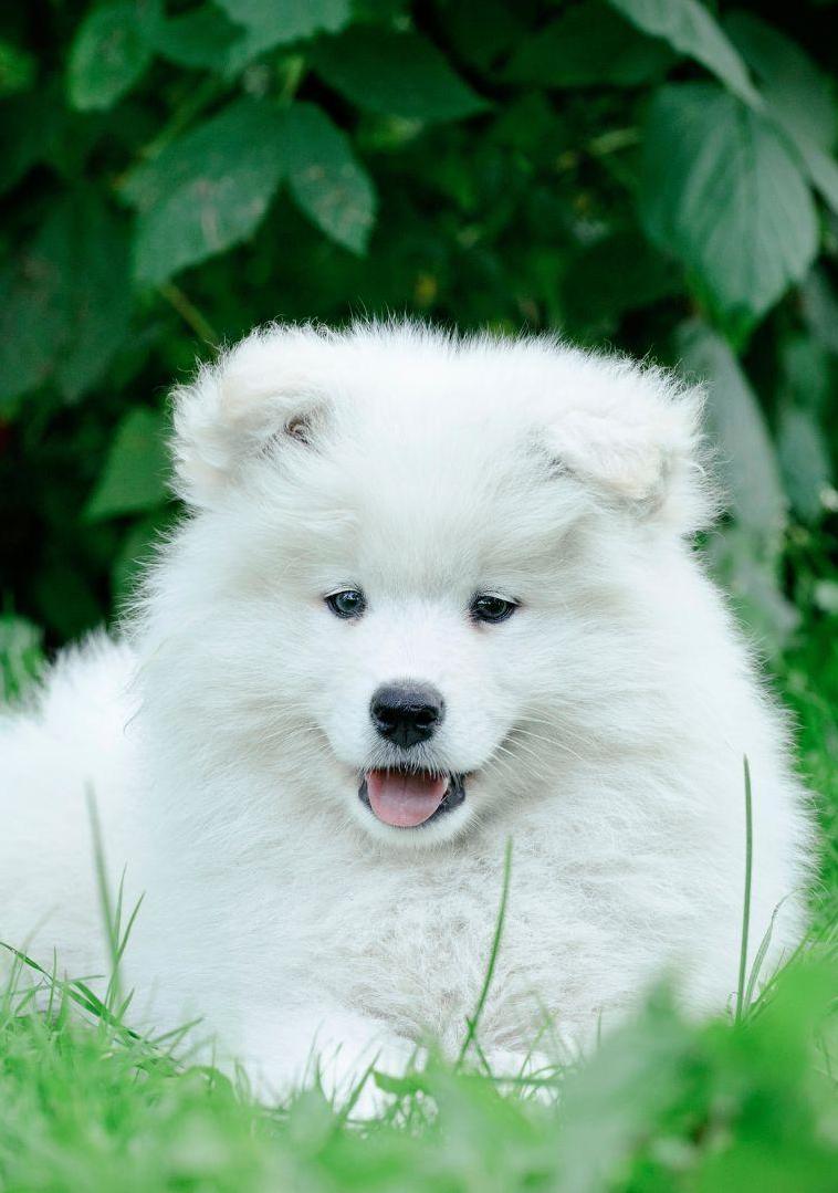 Samoyed