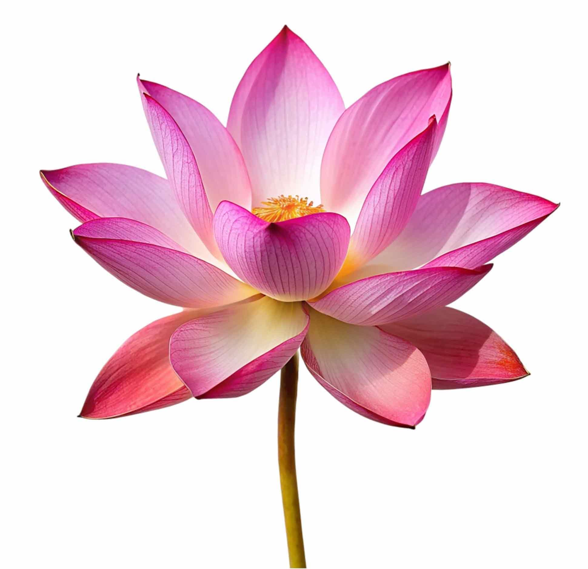 Lotus Flower