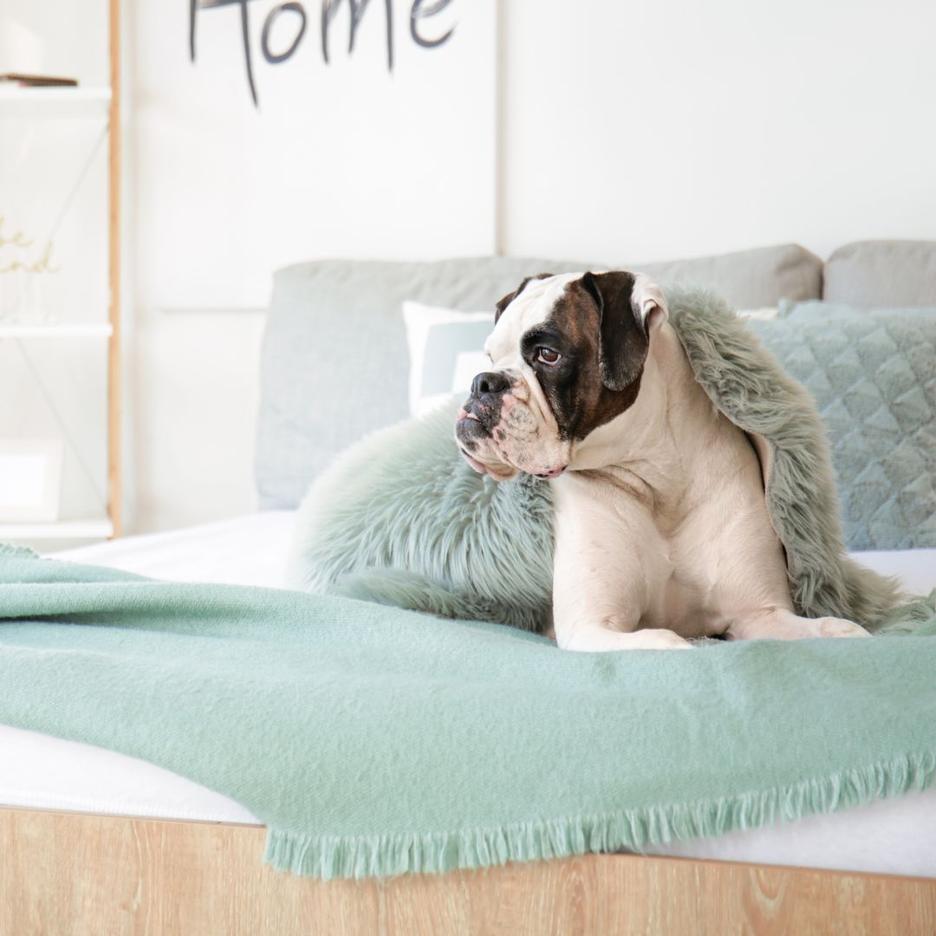 Why does dog pee on my bed and How to Stop It Potty Buddy Potty Buddy™