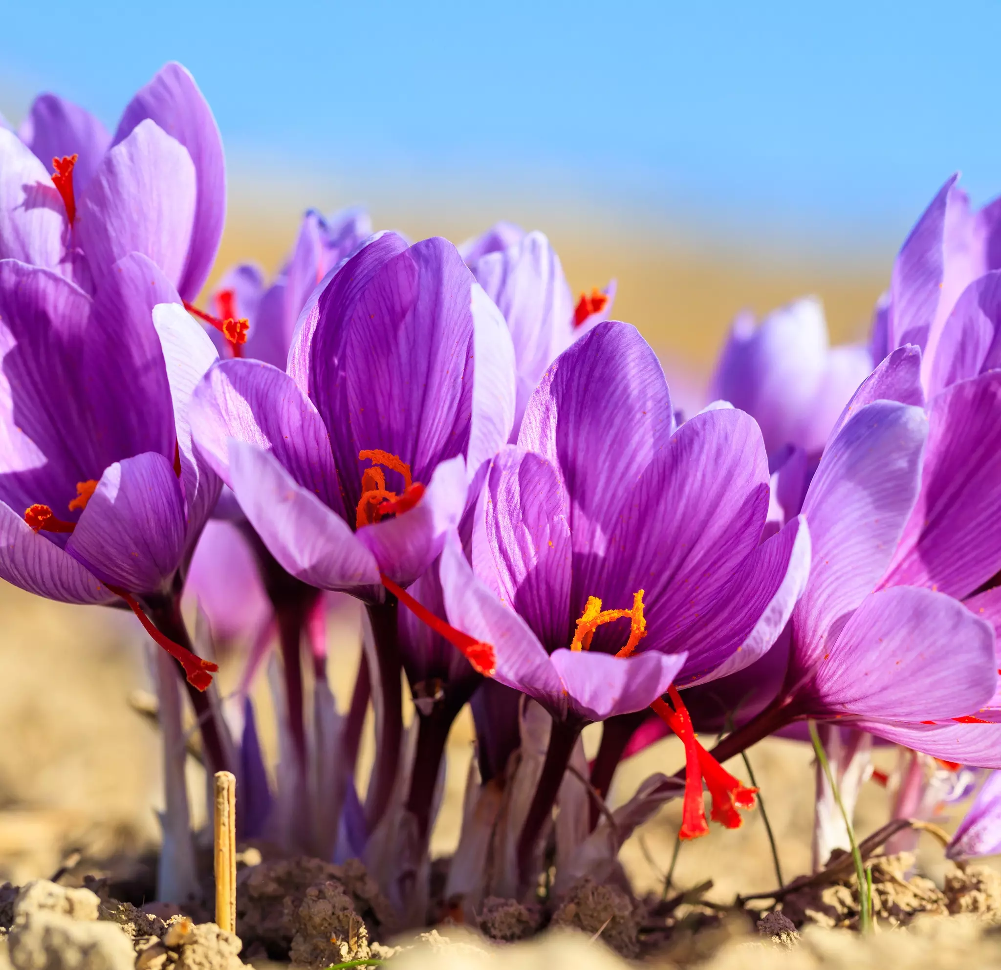 Saffron