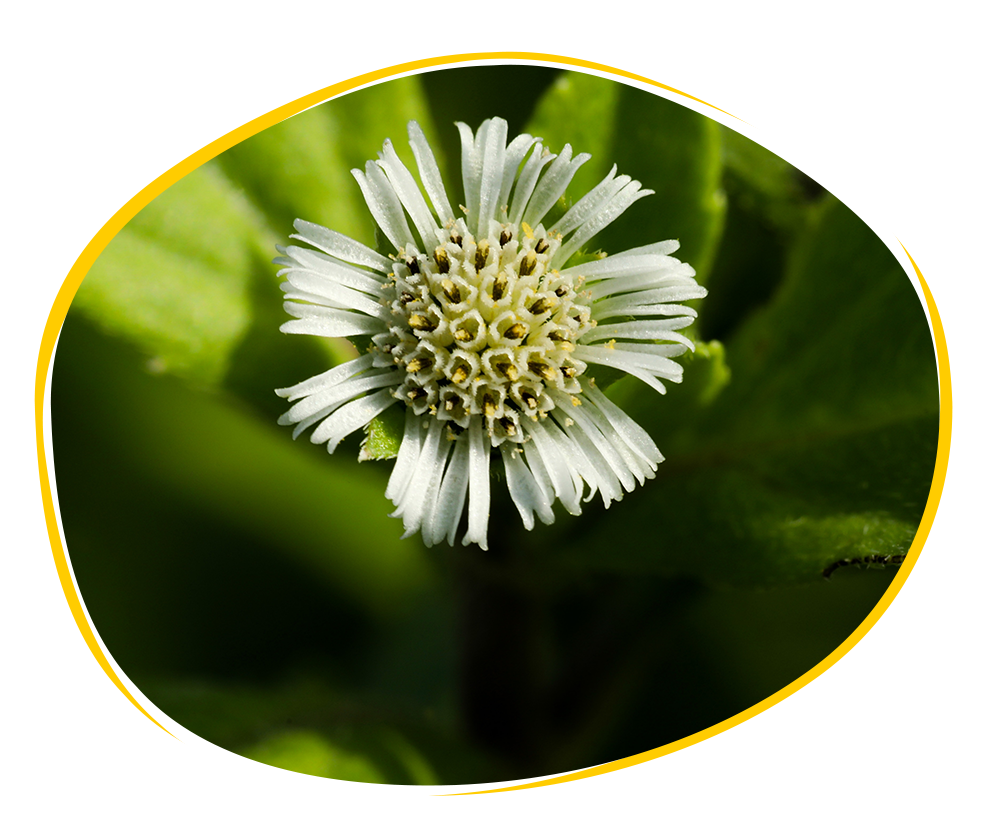 False Daisy herb