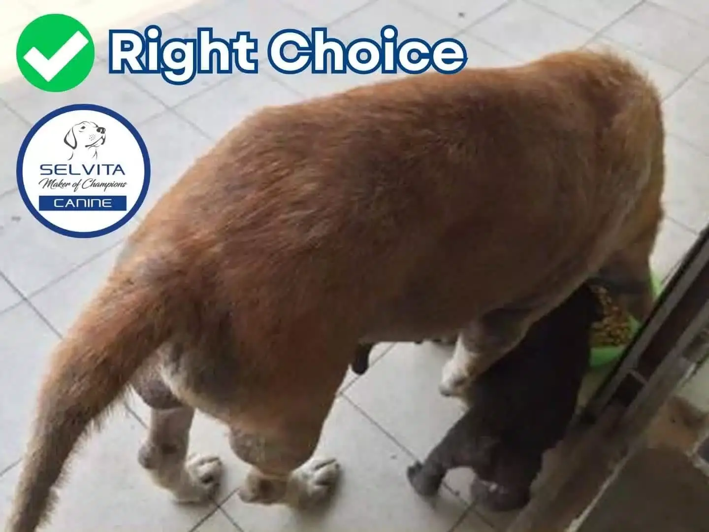 Selvita Canine Right Choice