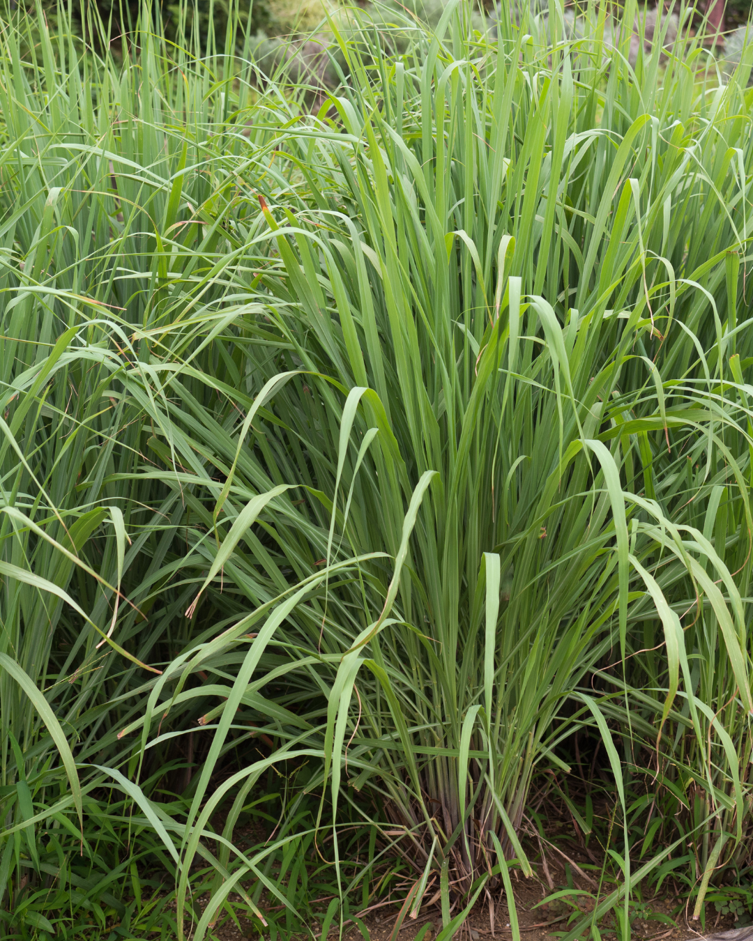 lemongrass from leonie's grden