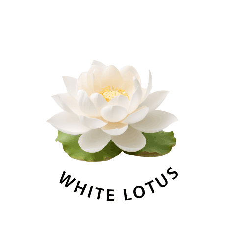 white lotus flower