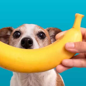 Can Dogs Eat Bananas?