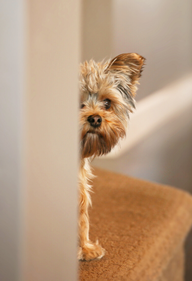 ANXIOUS DOG