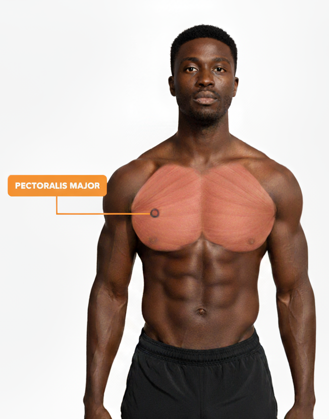chest muscle group