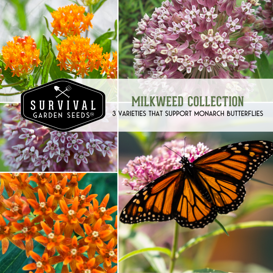 Milkweed Seed Collection - 3 Varieties of Milkweed for Butterflies