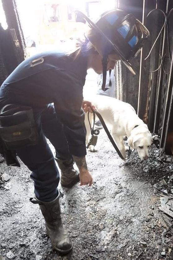 k9 doc holliday looking at arson scene