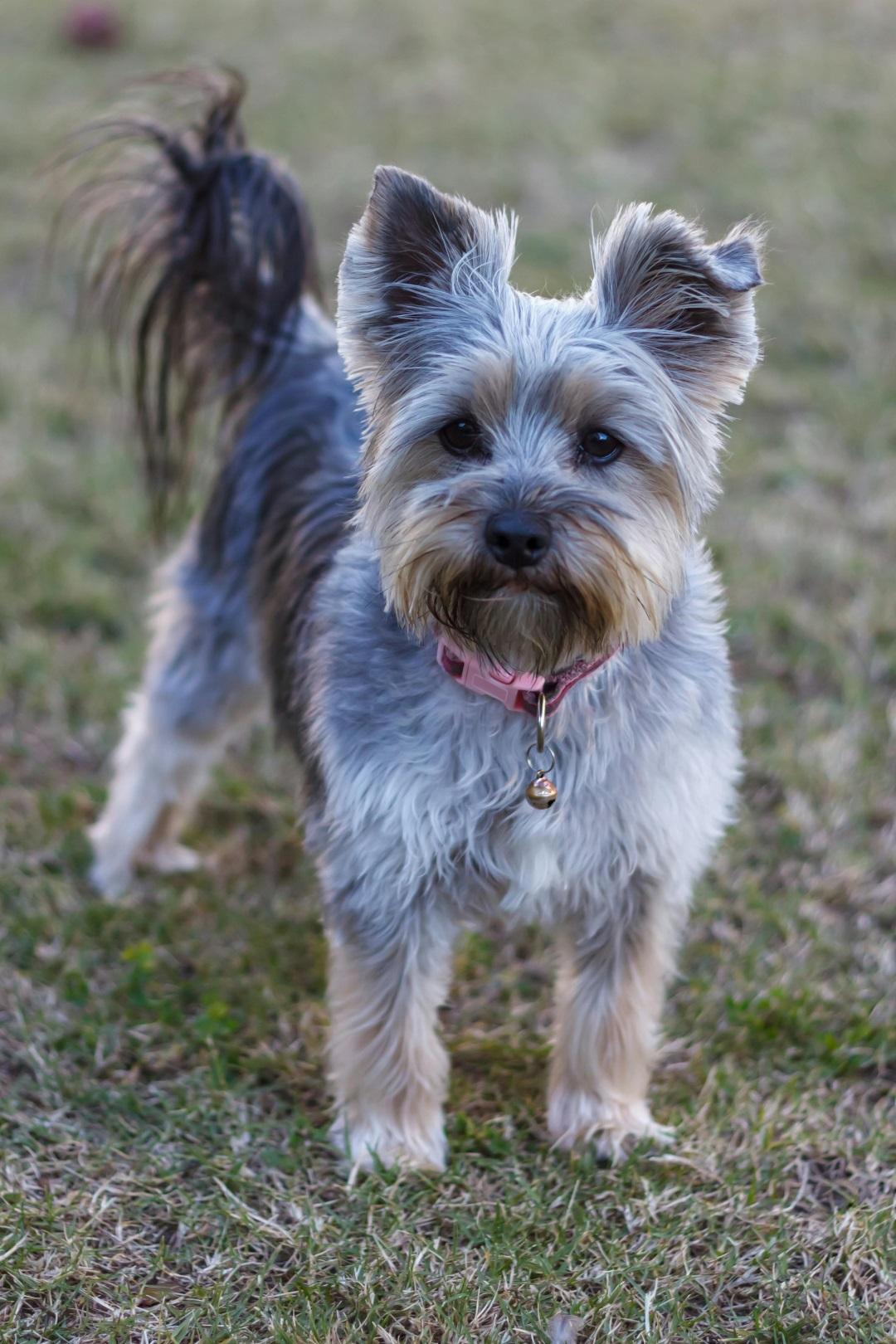 Yorkshire Terrier