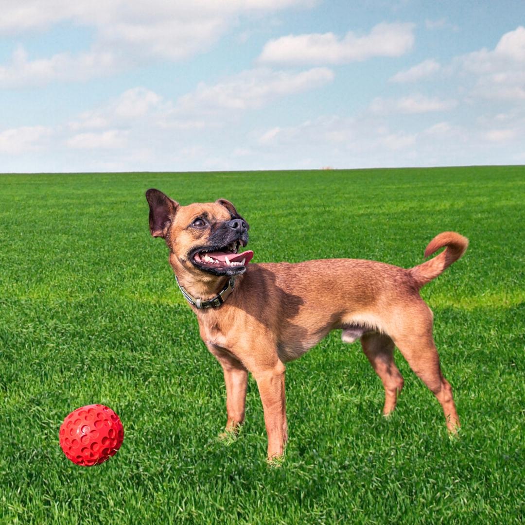 Nacho the Chiweenie Dog Outdoors