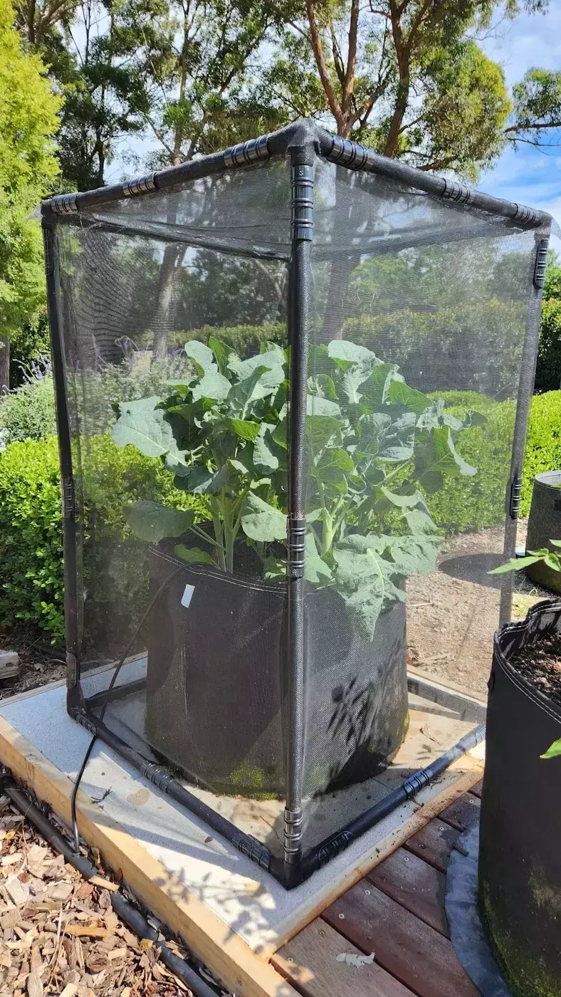 Broccoli growing in a fabric planter enclosed by a mesh pest-protection frame outdoors.