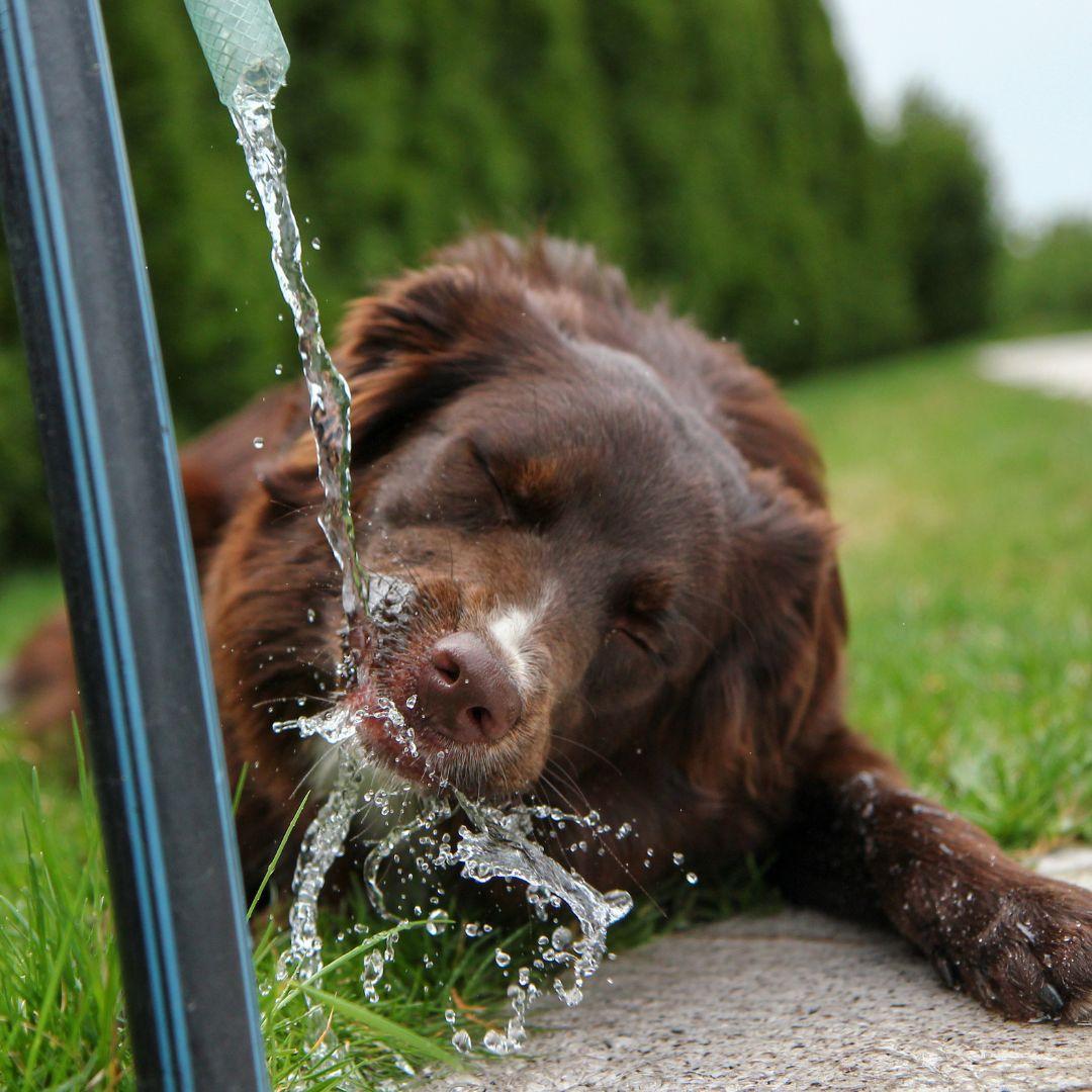 Dog drinking from running tap