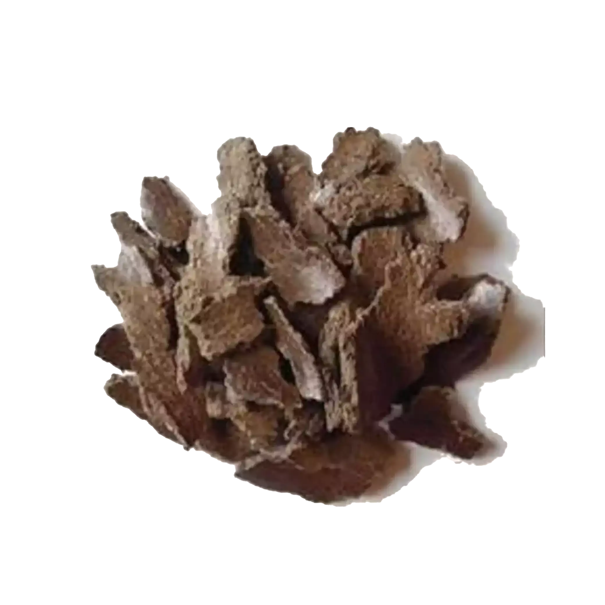 Mahua Bark