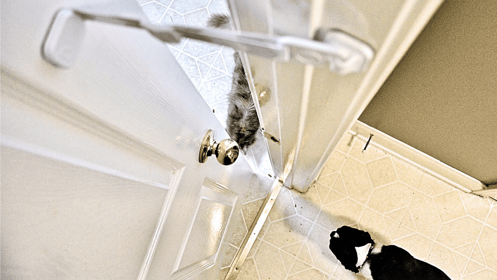The Door Buddy Pet Proofing - Blog image
