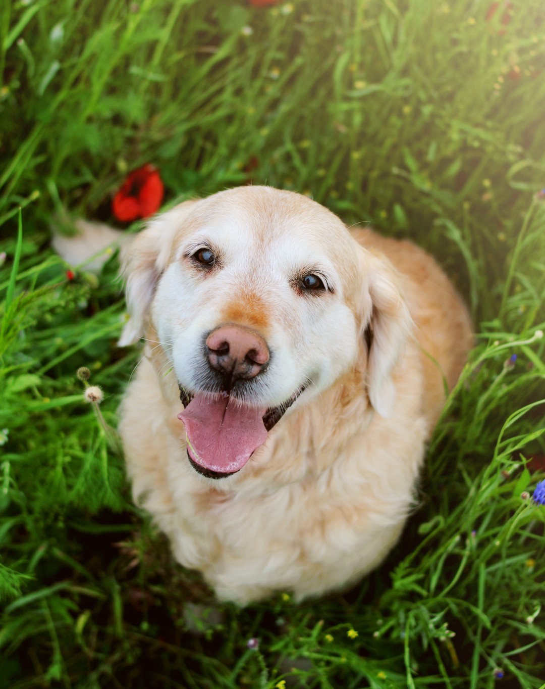 Caring and Advocating for a Senior Pet | 4Knines®