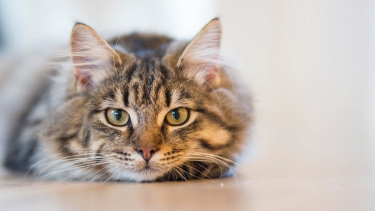 Toxoplasmosis in Cats - What You Need To Know