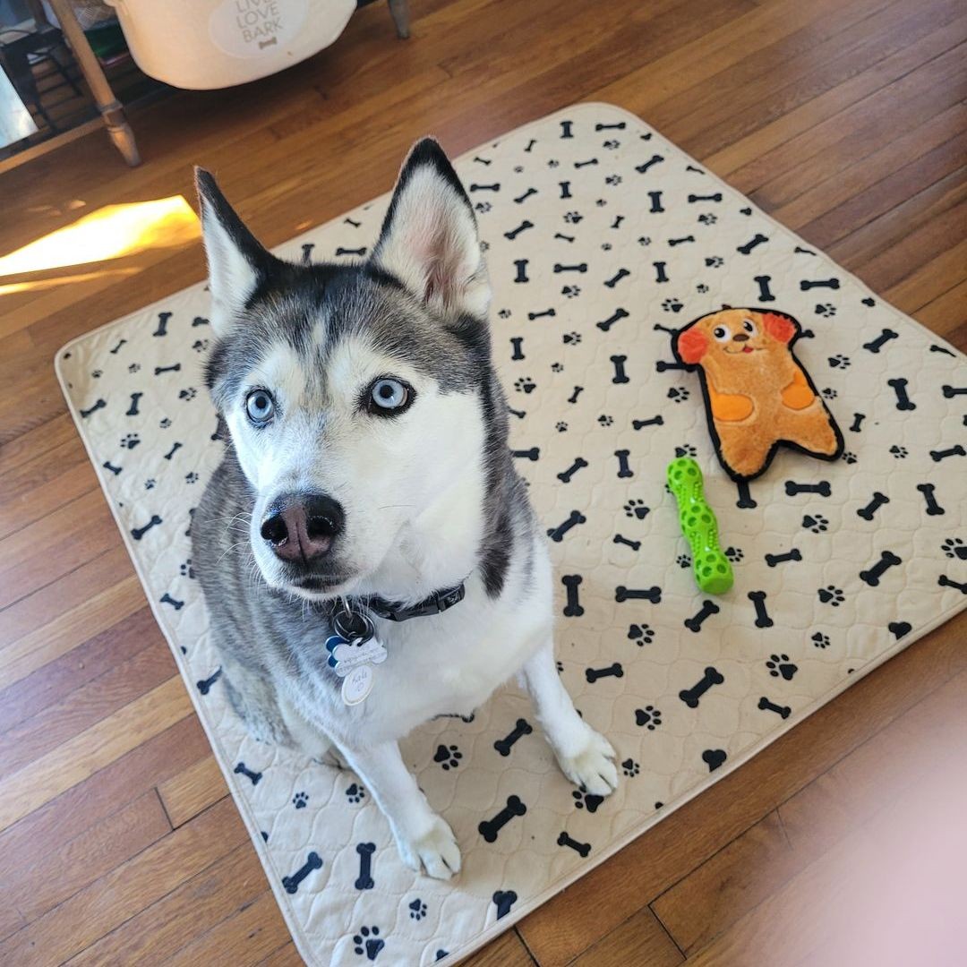 Husky dog sitting on a large pee pad