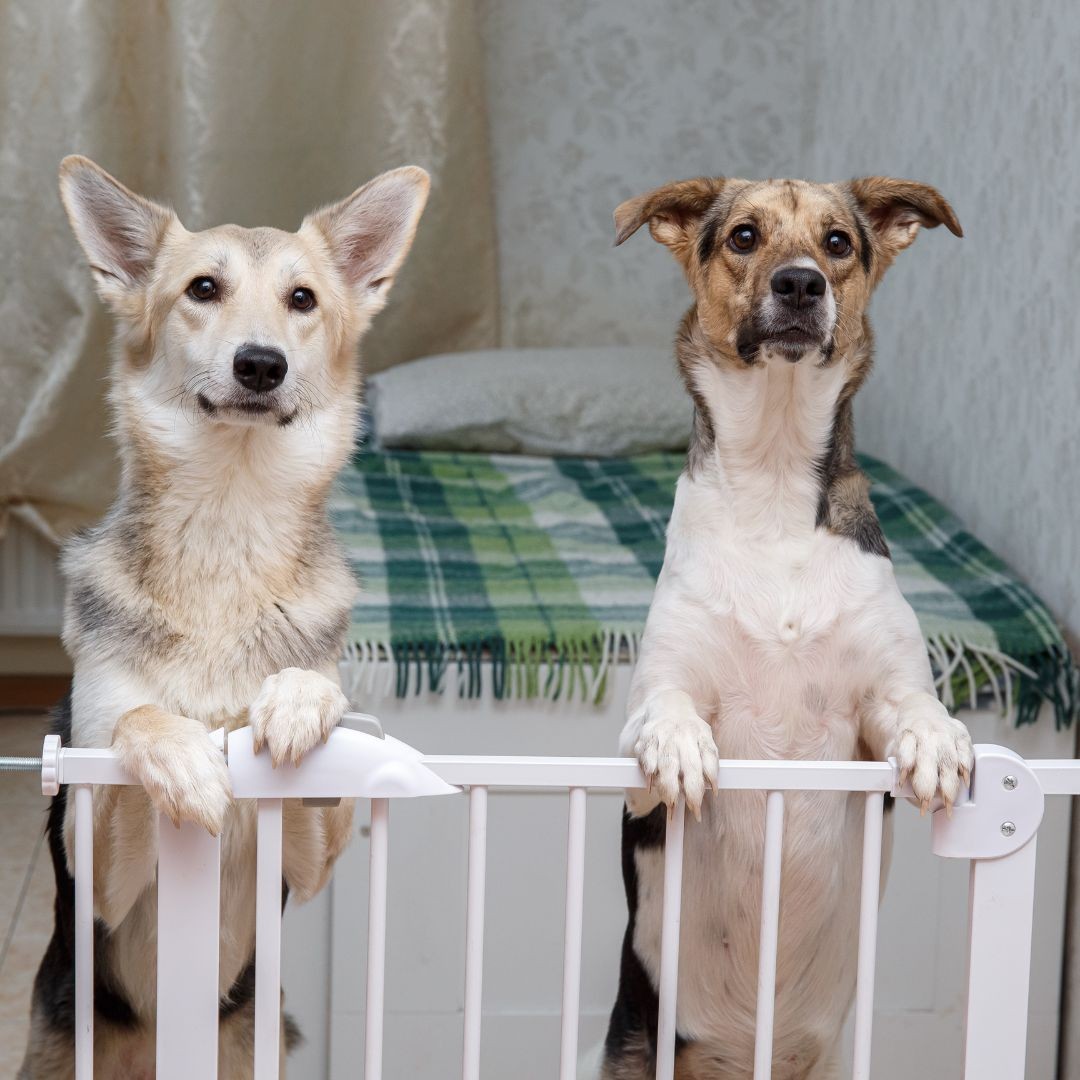 Two dogs standing at dog gate
