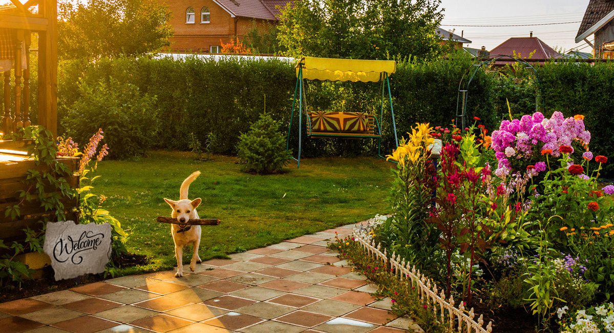dog carrying stick in yard