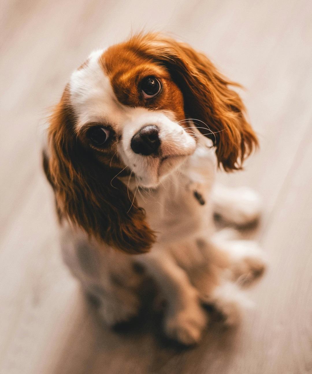 Cavalier King Charles Spaniel dog