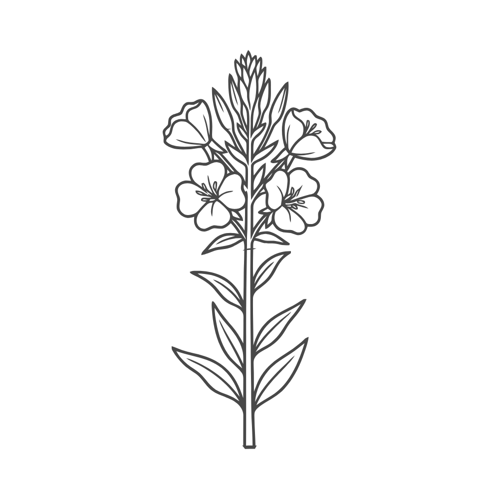 OLJE VEČERNEGA JEGLIČA