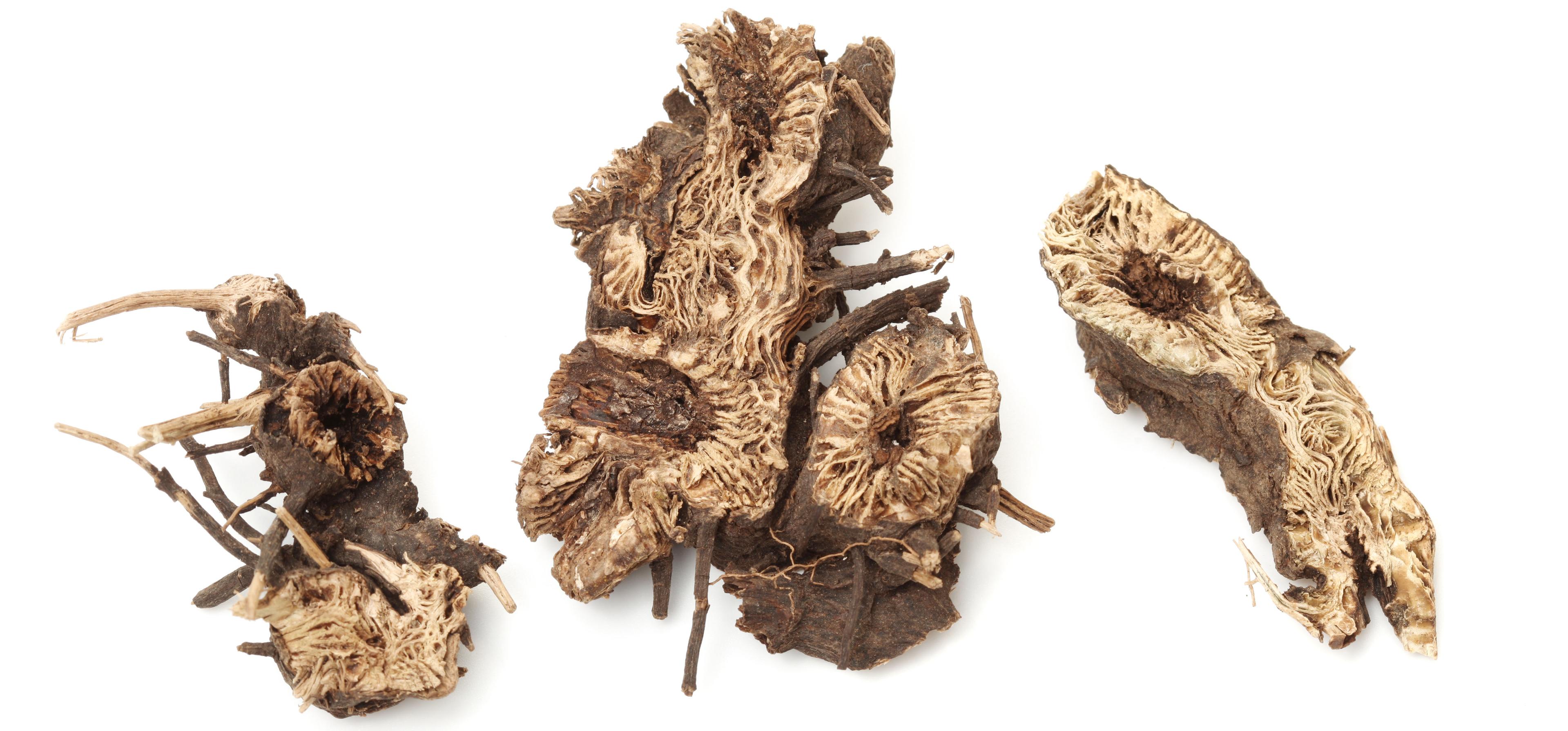Black cohosh root cut in half, displaying a textured light colored center with brown exterior, on white background