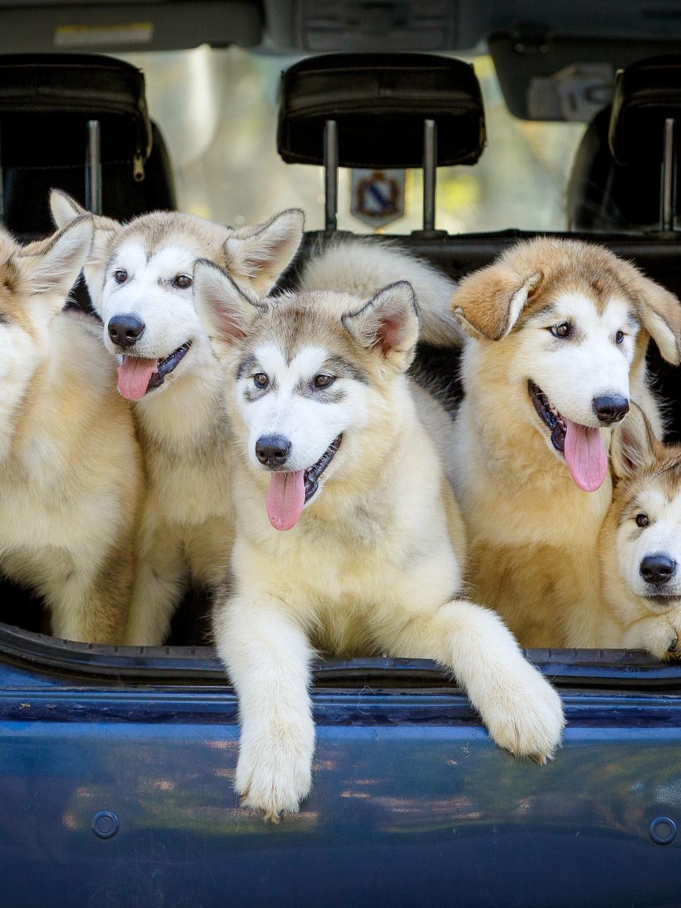 Many dogs are sitting in the trunk of the car. P