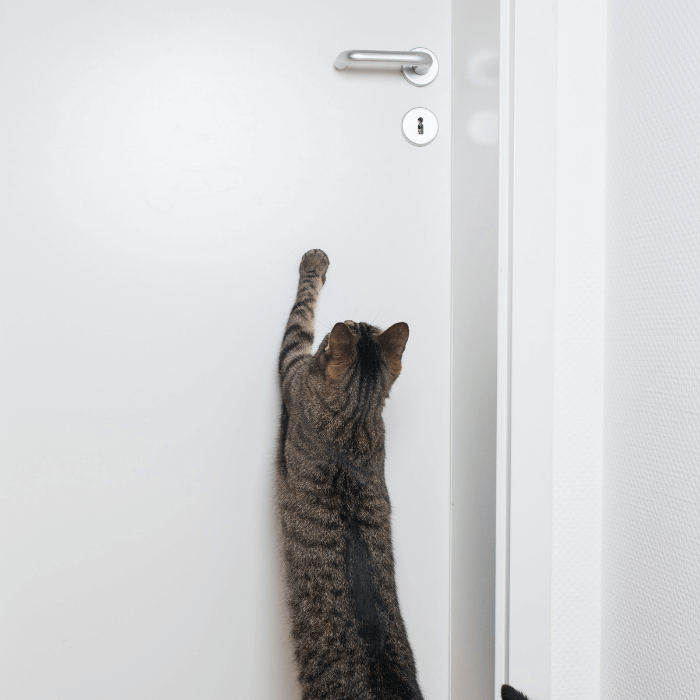 Cat keeps hot sale scratching door