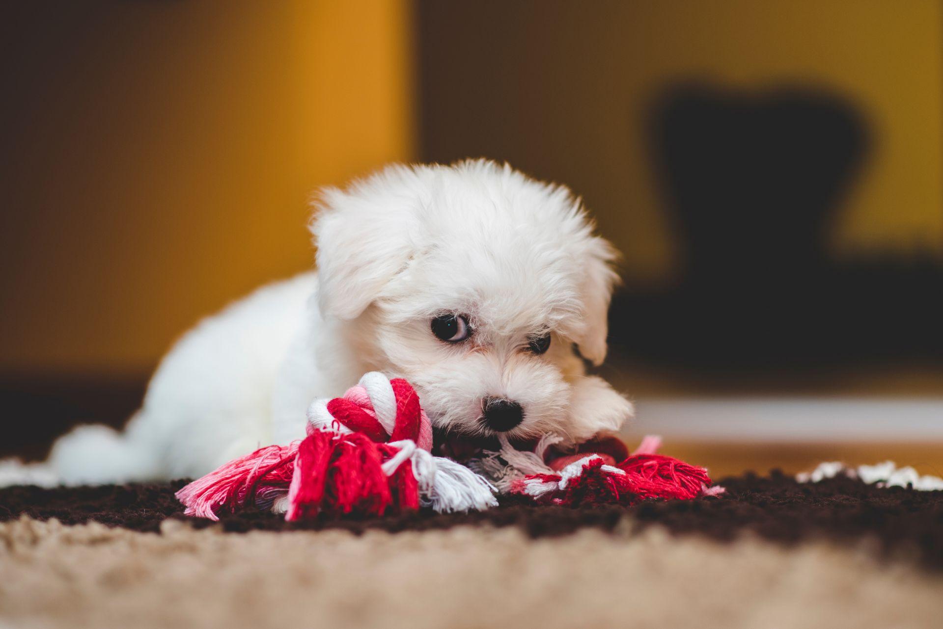 bichon frise playing with toy