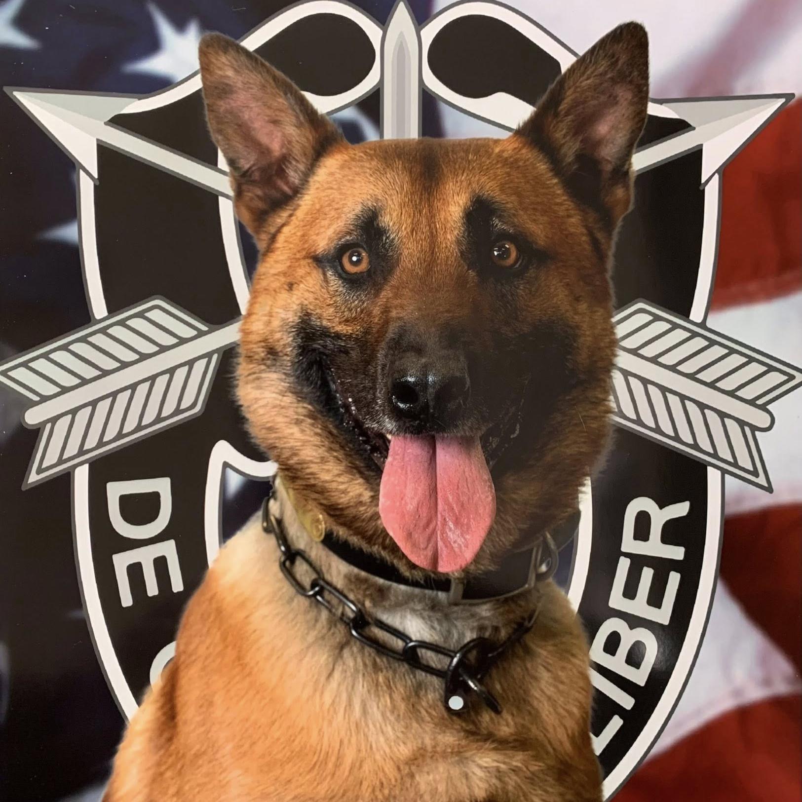 k-9 lenny's headshot
