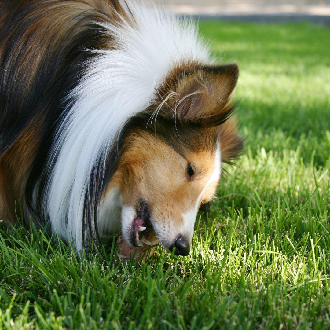 Dog eating chicken in grass.