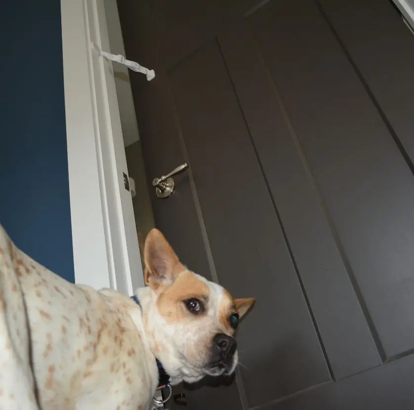 a dog stands behind a door blocked by a door strap