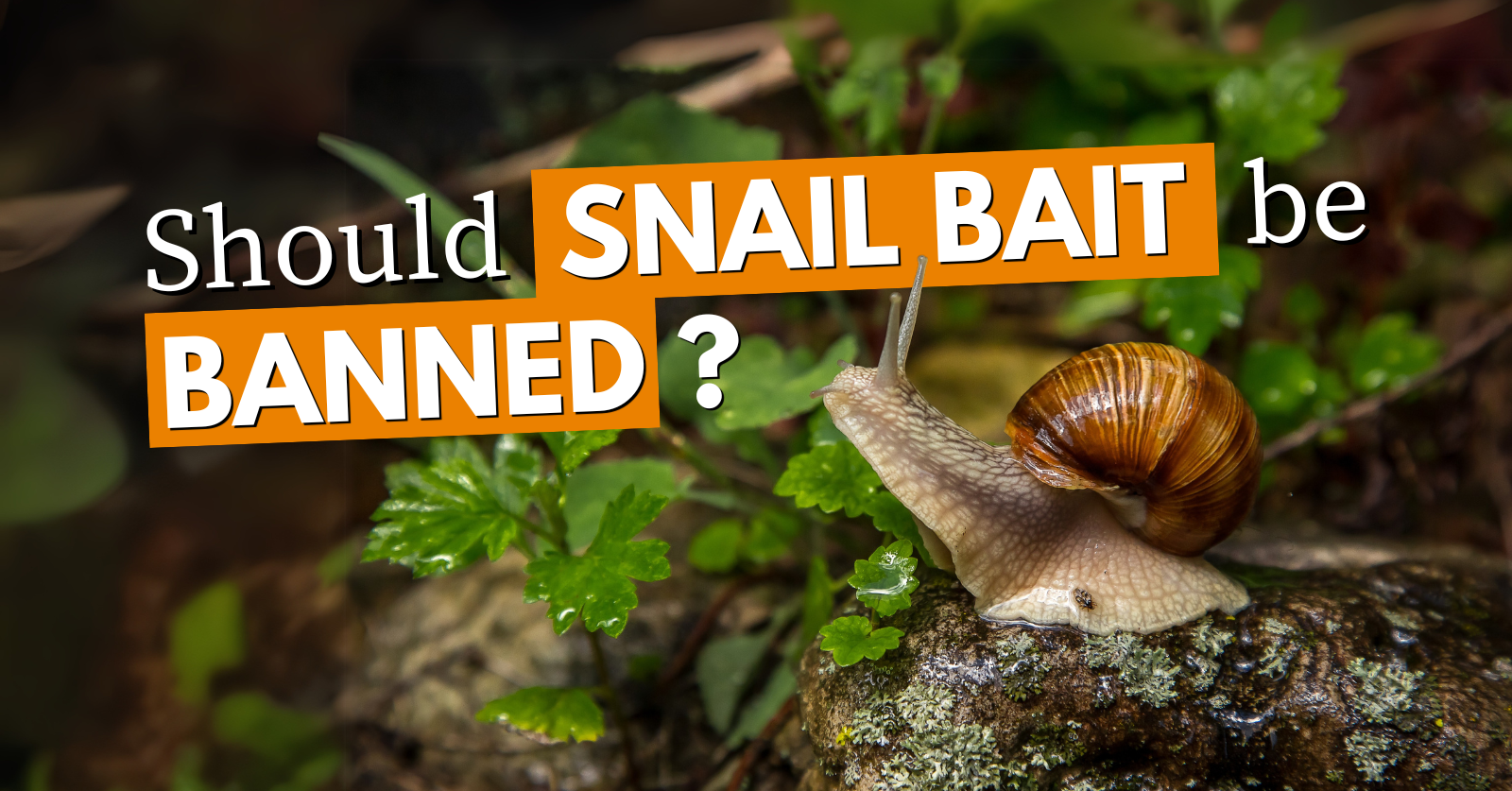 Should snail bait be banned?