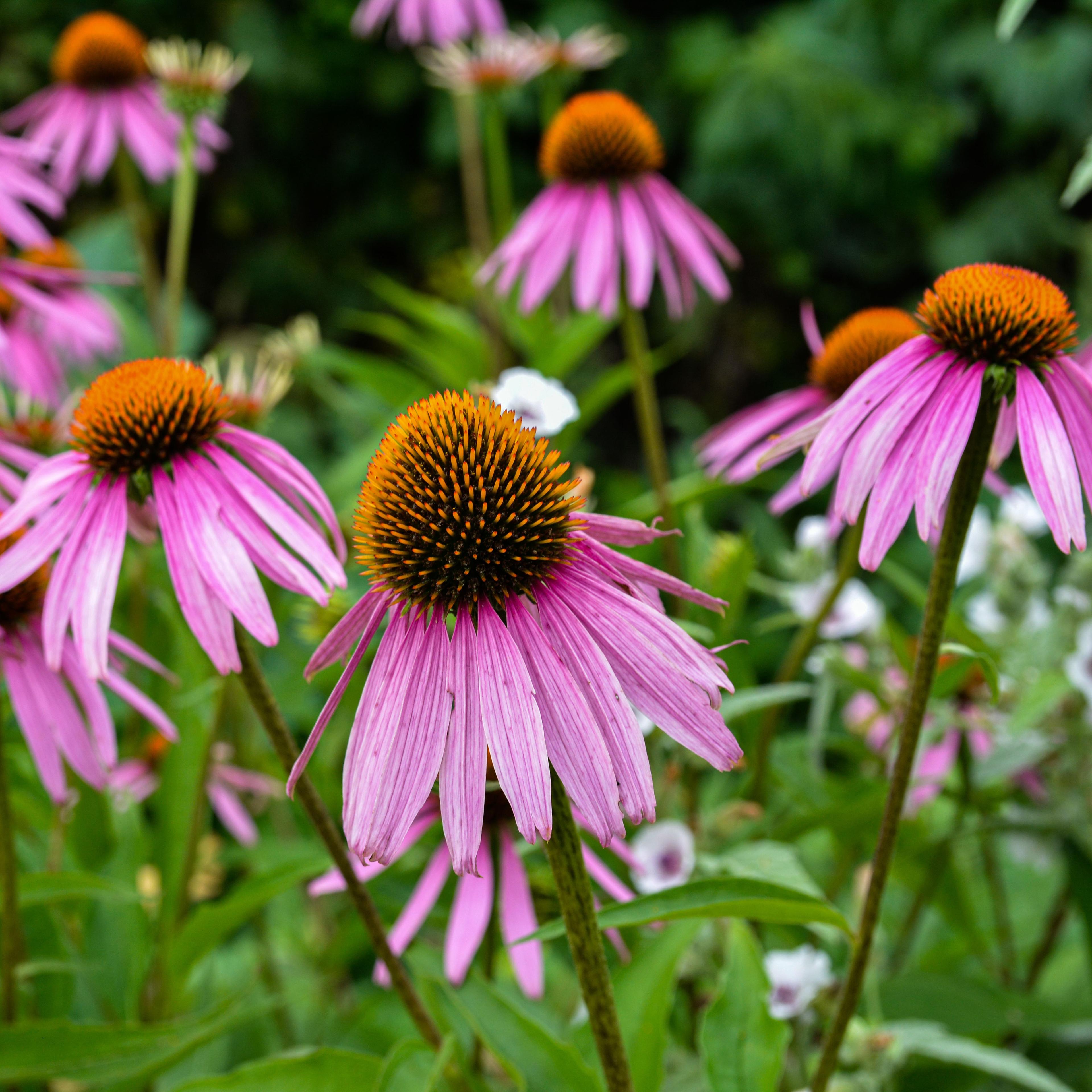 Close up of Chamomile flowers with purple petals positioned downwards and black center along with orange points coming from center on top of green stems. Flowers are surrounded with green leaves and foliage.