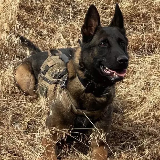 K-9 Jango