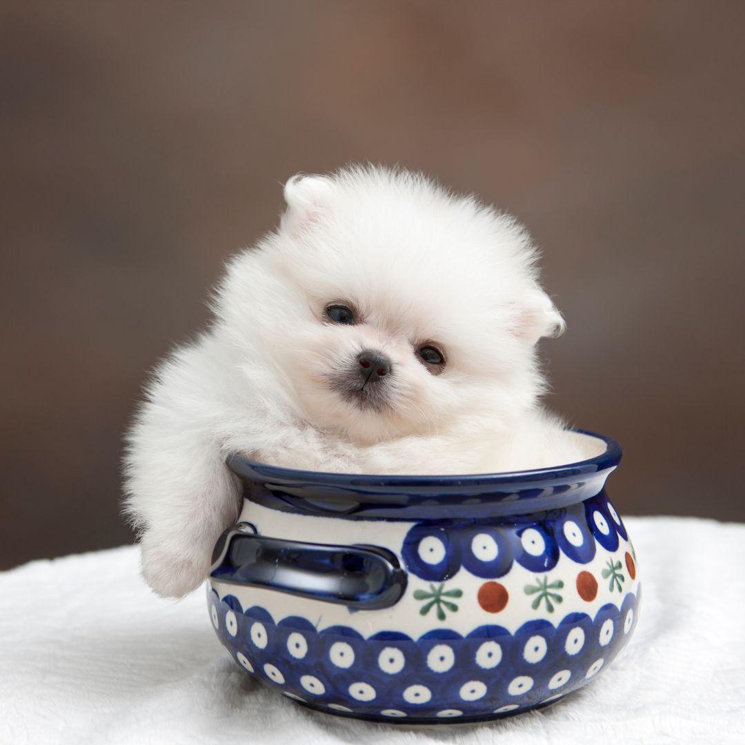 pomeranian puppy