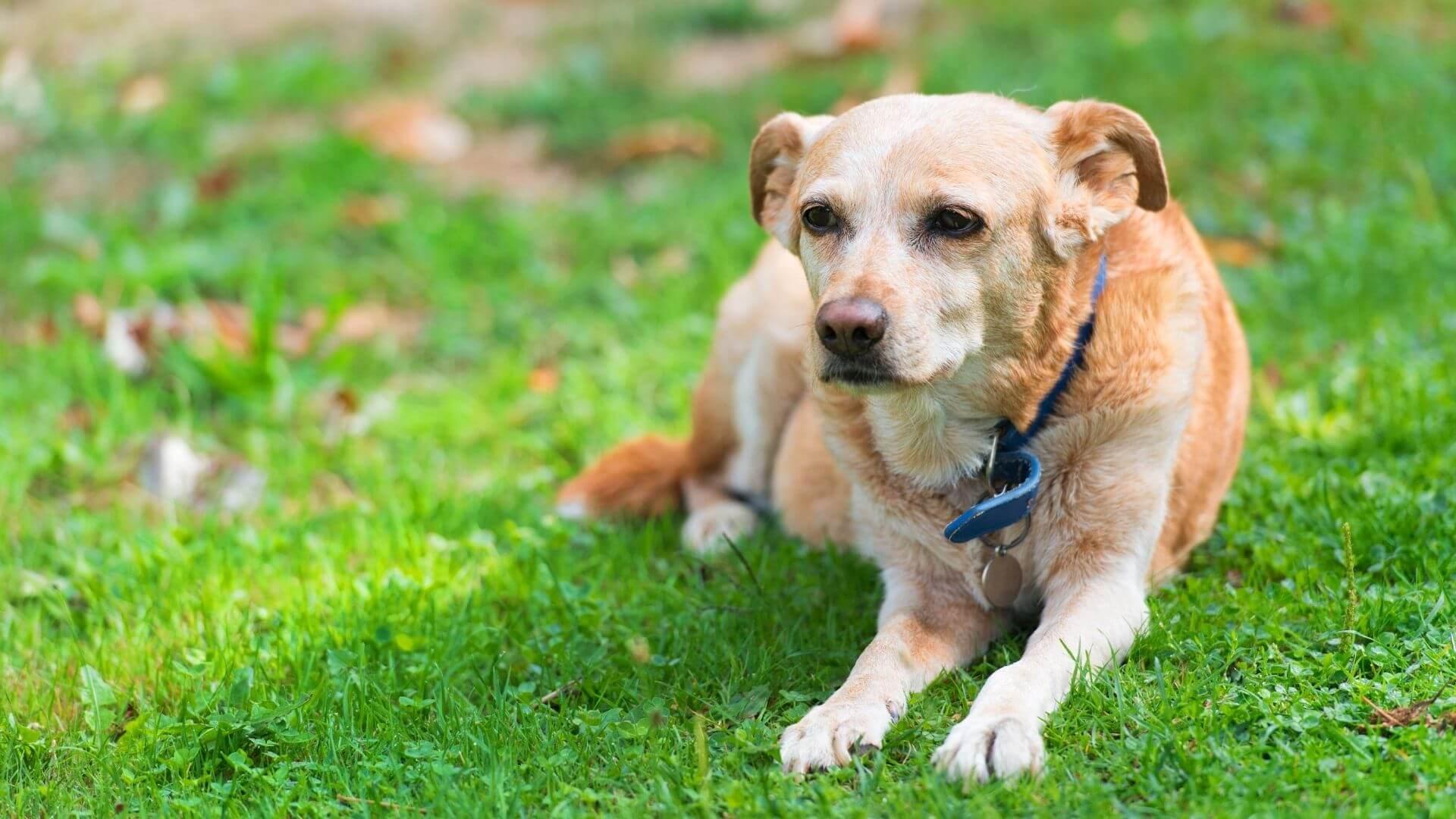 dog potty training- blog image