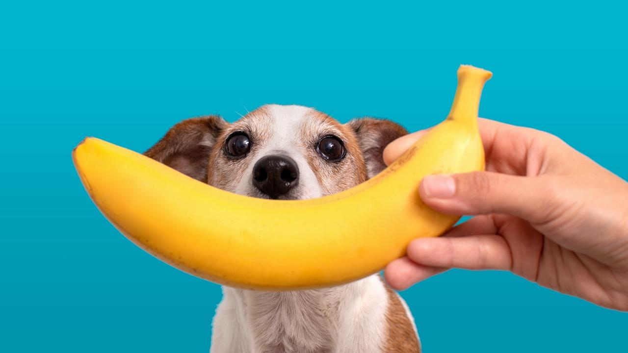 Bananas For Puppy Obesity Treatment