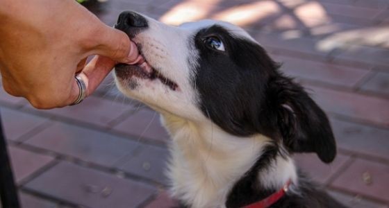 A black and white dog receiving a treat