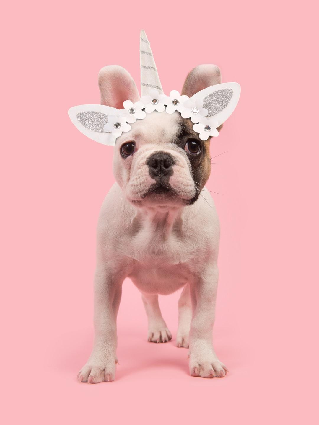 Cute standing french bulldog puppy wearing a unicorn diadem seen from the front facing the camera