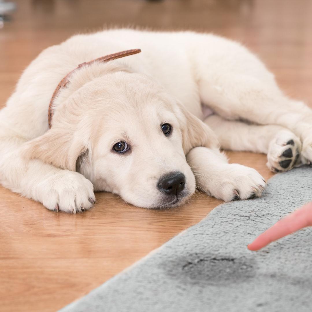 How to get rid of dog pee smell in the house JOIZI